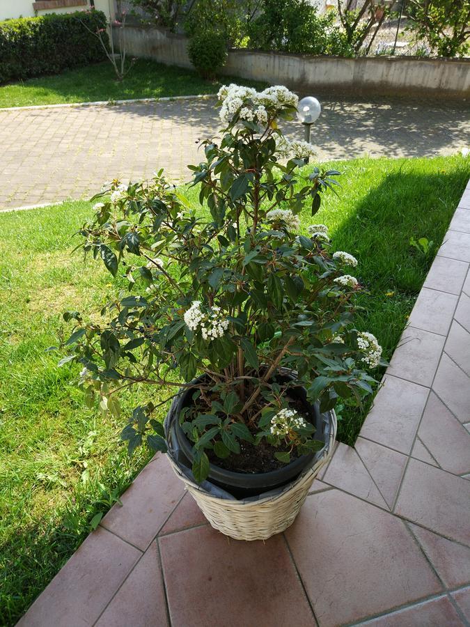 Marinella B&B Cornale Экстерьер фото